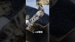 ねこたちの１日⑪ #猫の日常 #ねこ日記 #猫のいる暮らし