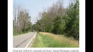 Biological Control of EAB