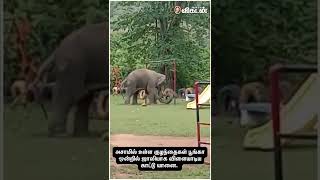 பூங்காவில் ஜாலியாக விளையாடிய காட்டு யானை! 🐘 | #Shorts