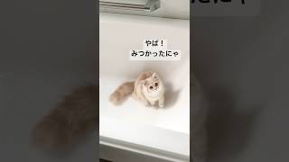 隠れ場所がバレた時の反応が可愛すぎる #サイベリアン #子猫 #猫動画