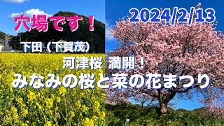 【河津桜】が満開、南伊豆「みなみの桜と菜の花まつり」24/2/13