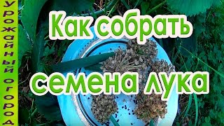 КАК СОБРАТЬ СВОИ СЕМЕНА ЛУКА!!!