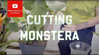 Cutting from a Monstera Deliciosa