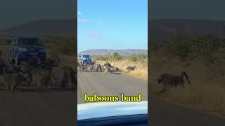 Leopard clashes with 50 baboons in an intense showdown!