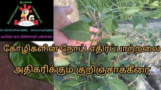 குறிஞ்சா கீரை பற்றி தெரியுமா?கோழிகளின் நோய்‌ எதிர்ப்பு திறனை அதிகரிக்கும்.