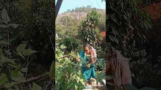 അടുക്കളത്തോട്ടം  kitchen garden