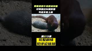 黄鼠狼拦住过路女子，死咬裤腿不松口预示什么，黄鼠狼为何不能吃？(part2/3) #shorts  #黄鼠狼 #冷知识