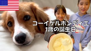 【祝１歳】アメリカ小学生がコーイケルホンディエの子犬の誕生日をお祝い♪