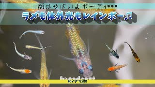 【メダカ】ラメも体外光もレインボー　【黄金青黒白幹之】