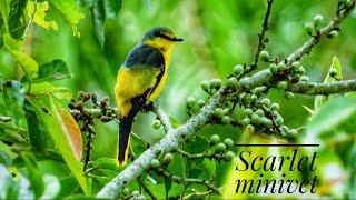 Scarlet Minivet Pericrocotus speciosus Call Song |Scarlet Minivet Female |Minivet, Scarlet