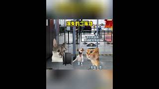 警犬：他行李箱里有东西！ #猫meme #万万没想到 #安检 #猫meme小剧场  #cat #故事 #funny  #貓 #搞笑 #pets  #迷恋 #寵物 #萌宠