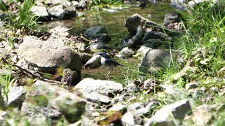 丹沢水沢林道のコルリ（雄）の水浴び　その３（4K60P動画）