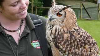 Owlfie The Bengal Eagle Owl