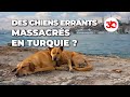 Turquie : les chiens errants vont-ils être massacrés ?