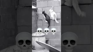 Cats That Are Perfectly Synchronized?!?! #catshorts #shortsvideo #shortsviral #shorts