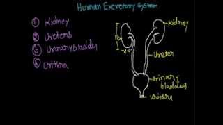 Physiology NCERT based 001