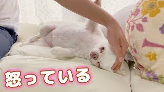 挨拶を忘れたパパを怒っている犬！うっかり許してしまうチワワのコハク