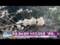 南投信義梅花開 元旦後賞花好時機 華視新聞 20191230