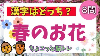 【高齢者施設向け・脳トレ】漢字問題⭐春のお花の漢字はどっちでしょうか？？春のお花を集めました🌼皆さんで挑戦して下さい！！！