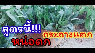 สูตรปุ๋ย ช่วยในการแตกกอ เร่งการเกิดหน่อ ปรับปรุงบำรุงดิน ทำให้หน่อดก เบียดกระถางแตก