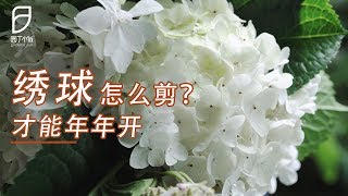 【园丁小饭】终于轮到给绣球“理发”了！紧张！*4k