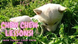 【柴犬】ママ犬🐕カムカムギャングに教育的指導を施す💢【SHIBA INU PUPPY】