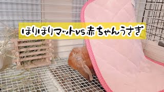 【パニックになるうさぎ💨ほりほりマットと初対面🐰‼️】うさぎのvlog☀️｜ホーランドロップ🎀｜うさぎの赤ちゃん🍼