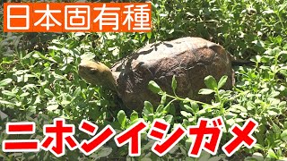 Welcome Japanese Pond Turtle [Outdoor Breeding]