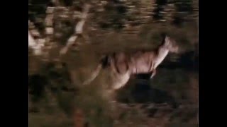 Skippy the Bush Kangaroo 1968 - 1970 Opening and Closing Theme (With Snippet)