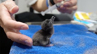 世界一小さいペンギン かわいいヒナが誕生 ふ化時わずか33グラム　【動画提供】AOAO SAPPORO