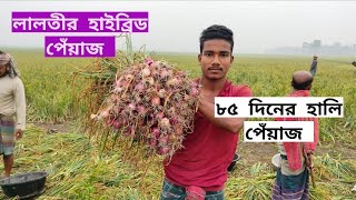 ৮৫ দিনের লালতীর হাইব্রিড  হালি পেঁয়াজ বাম্পার ফলন।