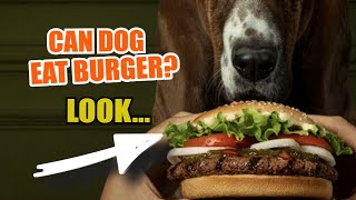 CAN MY DOG EAT A BURGER? 🐶🍔 What To Know Before