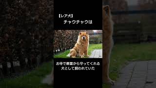 【レア犬】チャウチャウに関する面白い雑学 #雑学 #animals #動物 #dog #犬のいる暮らし #犬 #ペット