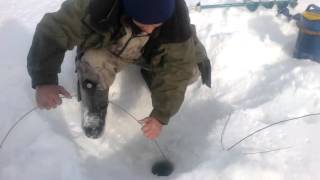 видео о ловле налима и вьюна видео о ловле налима и вьюна