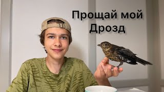 Я ПОПРОЩАЛСЯ С МОИМ ДРОЗДОМ🐦‍⬛