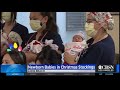 Newborn Babies in Christmas Stockings