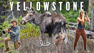 Spring Wildlife in Yellowstone (so many babies!)