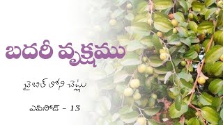 బదరీ వృక్షము ౹ బైబిల్ లోని చెట్లు - 13 ౹ Telugu Christian Messages | badaree tree