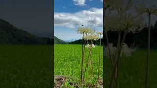 江里山のひがん花#3(佐賀県小城市)【江里山ひがん花まつり2021.9.19】