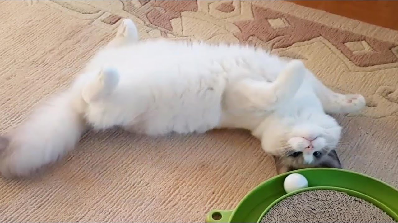 A Magic Trick Youtube