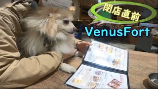 【犬とお台場】ポメを連れて閉店間際のVenusFortへ。洒落た服を着こなすお台場の犬に混じる、オムツ一丁のワイルドなポメラニアンの行方は。。【お台場編】