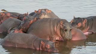 Sleeping Hippos - Zambia Wildlife Sightings