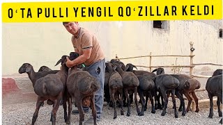 OʻTA PULI YENGIL QOʻZILLAR KELDI SHOSHILAMIZ SONI CHEKLANGAN