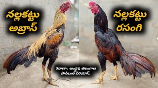 నల్లకట్టు అబ్రాస్  \u0026  నల్లకట్టు రసంగి  :  76718 39882