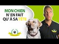 Dressage chien : les secrets pour une éducation réussie