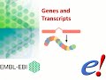 Virtual Workshop - The Ensembl Genome Browser - (2021): Webinar 2 - Genes and Transcripts