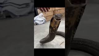 most dangerous snake in the world. #factstelugu#factsshortvideos#dailylifedacts@PATHA_PERUGU_PACKET