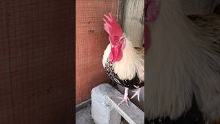 Adorable Rooster Crowing Sounds | Amazing Rooster Crowing Loudly | shorts🐓💕