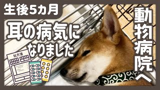 【柴犬】耳が痒くて病院に行って診てもらったら外耳炎だった / 生後５か月