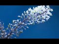 Time lapse flower blooming || 4k Ultra HD Videos || Stock videos free without watermark #timelapse